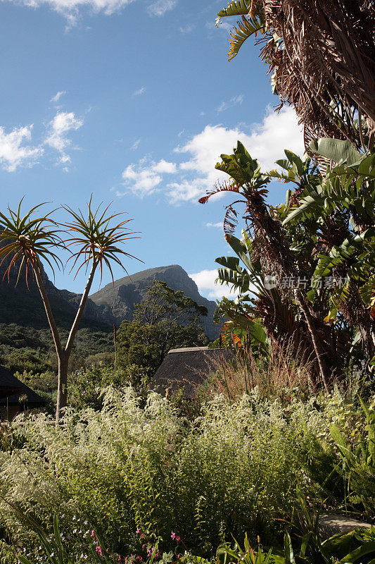 开普敦的Kirstenbosch植物园