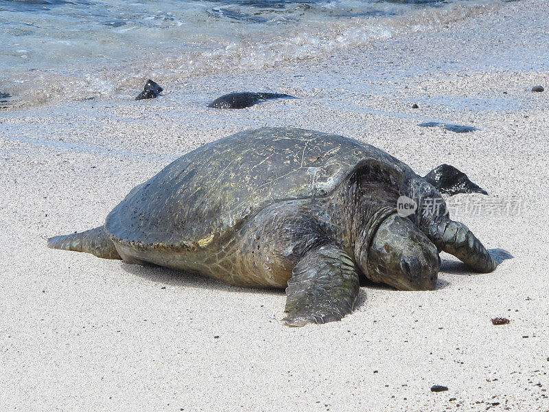 海龟在海滩