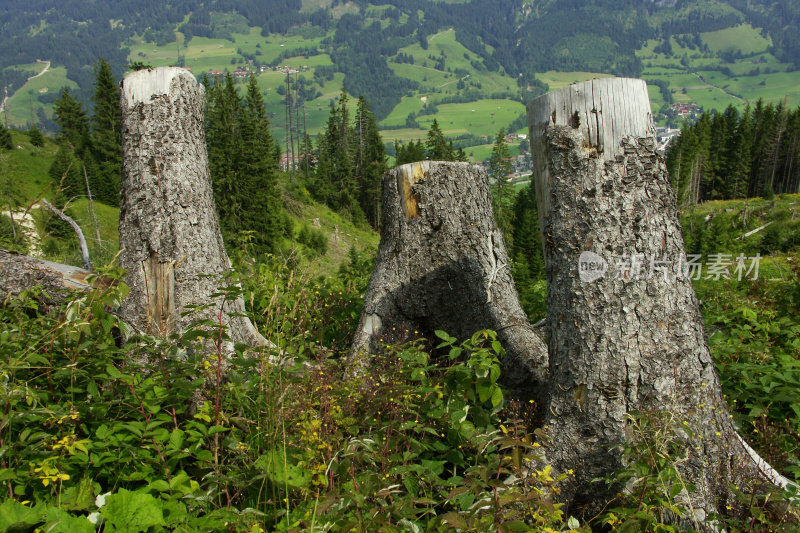 在Bavaria-Germany山脉。