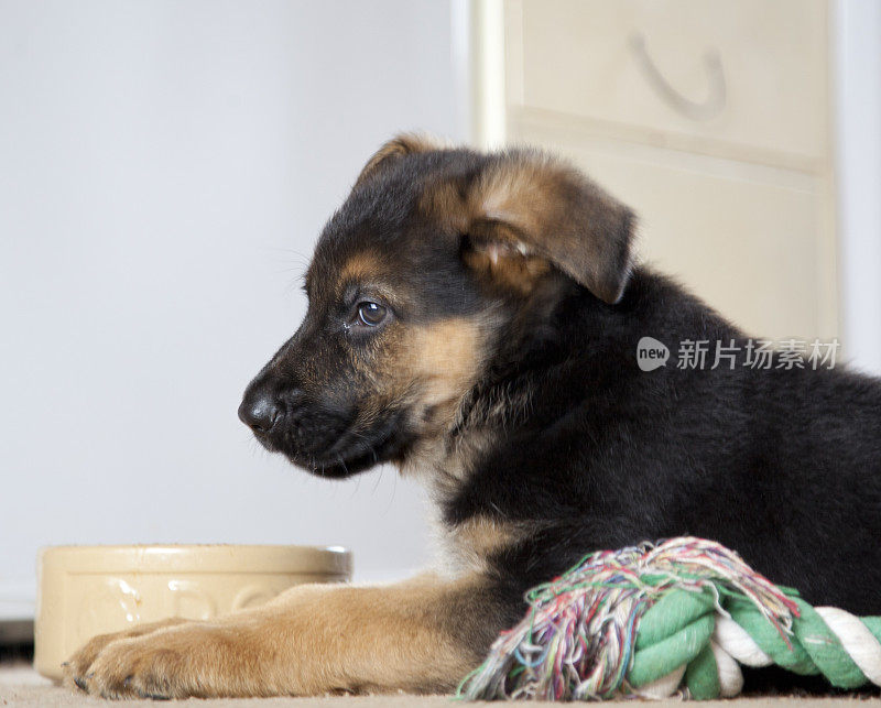 德国牧羊犬的小狗