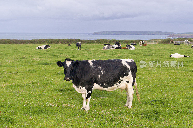 沿海的牛