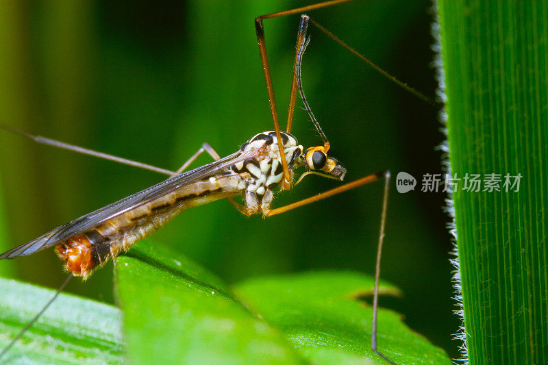 叶上昆虫特写镜头