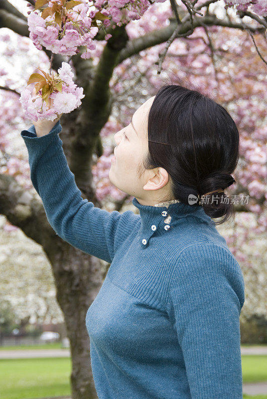 一个日本女人，在看樱花