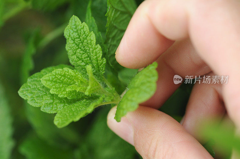 选择新鲜的薄荷