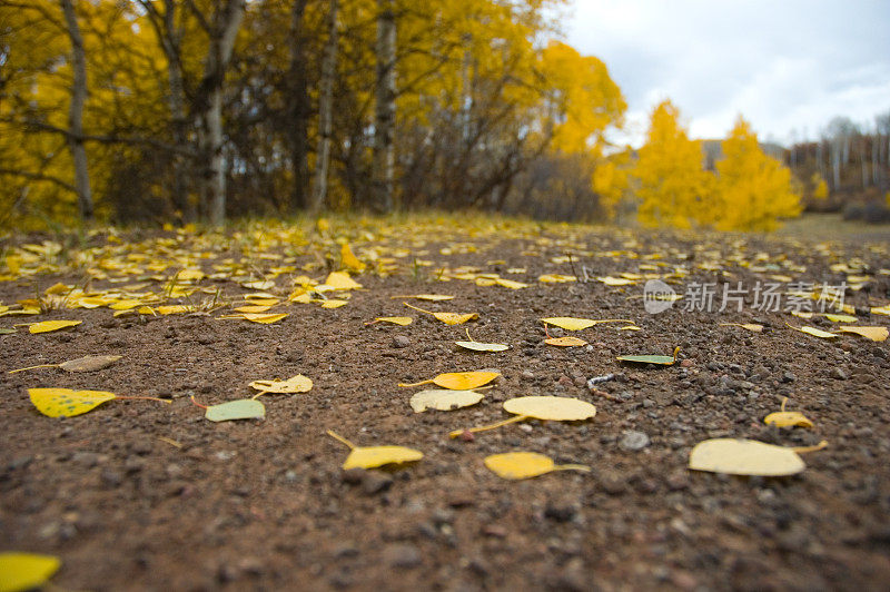 秋天的乡村路与山杨树叶在秋天科罗拉多落基山脉