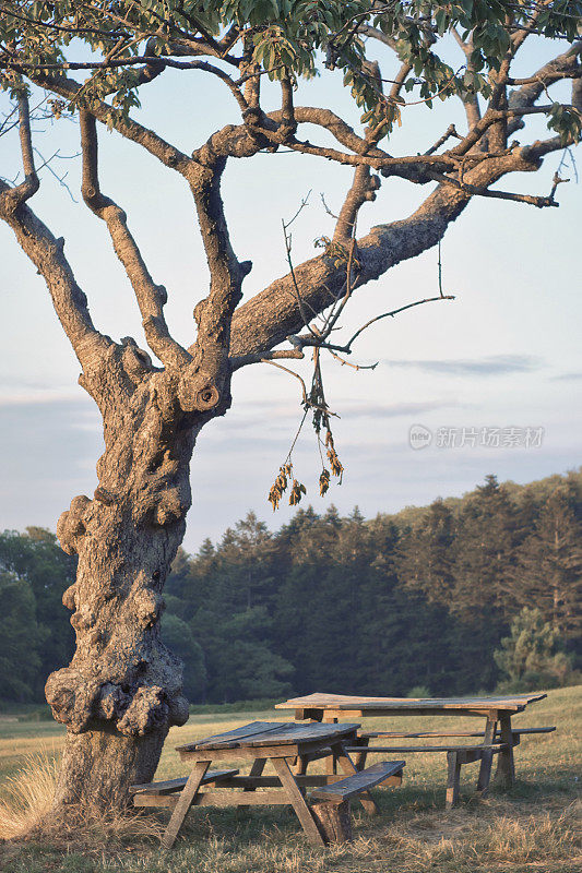 在山上的一棵树下有一张野餐桌