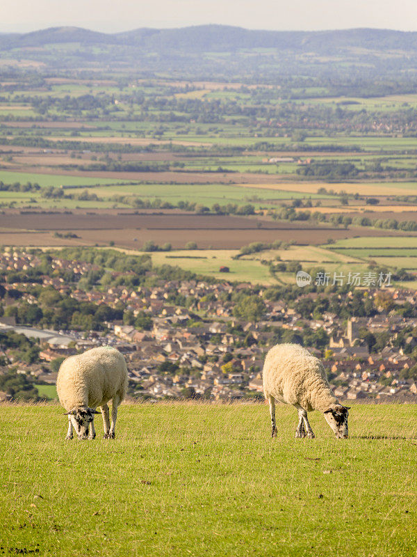 cleeve希尔