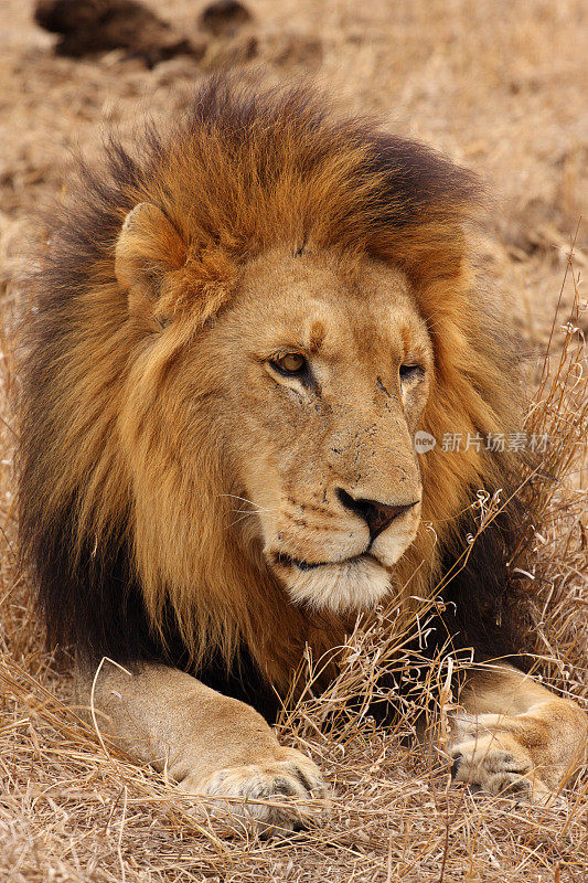 成熟的雄狮躺在草地上，左眼闭着。