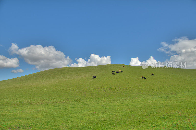 在山上吃草的牛(HDR)