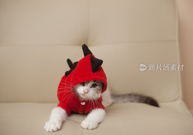 穿着恐龙服装的小猫