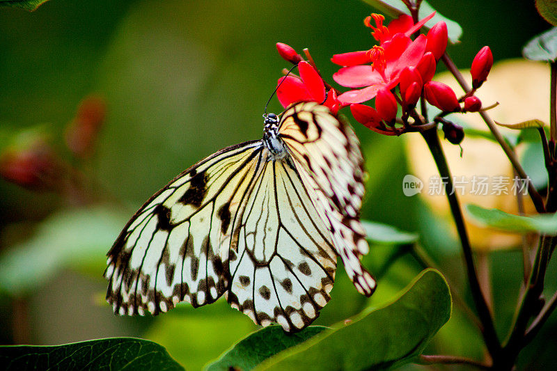蝴蝶在花