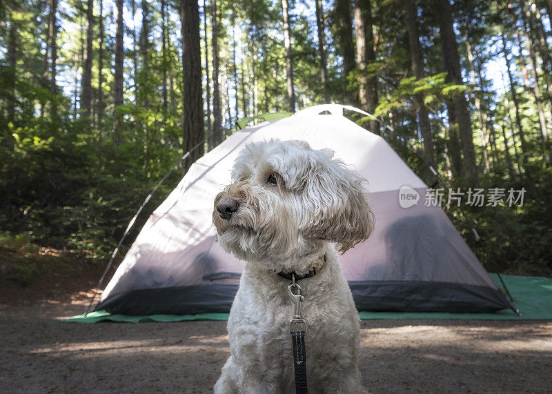 野营帐篷和狗
