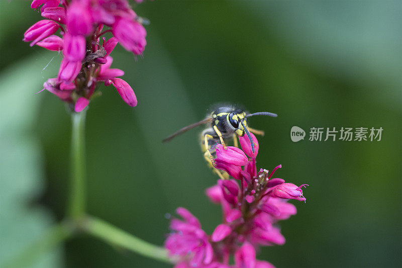 粉红虎杖上的黄蜂