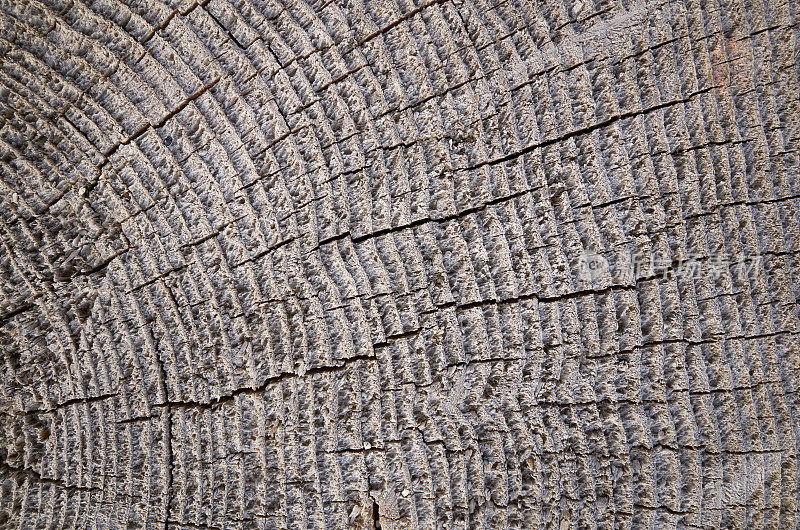 木老树剪灰棕色纹理背景