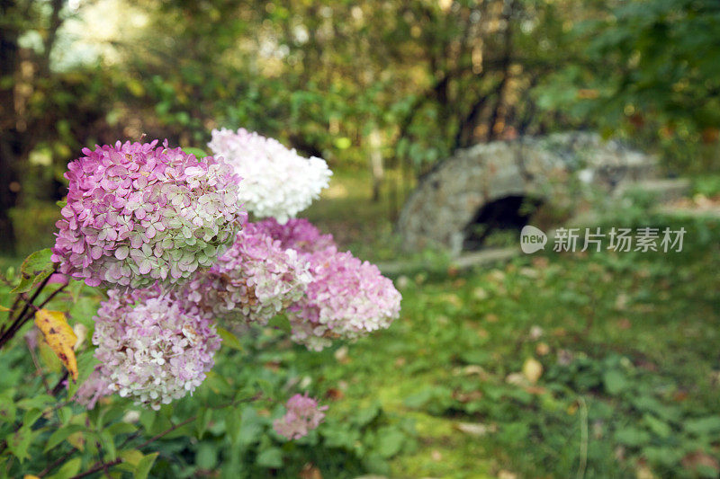 花园里有绣球花。