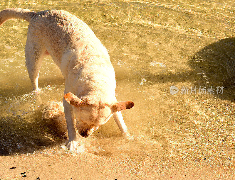 拉布拉多寻回犬