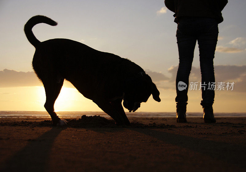 在海滩上玩狗