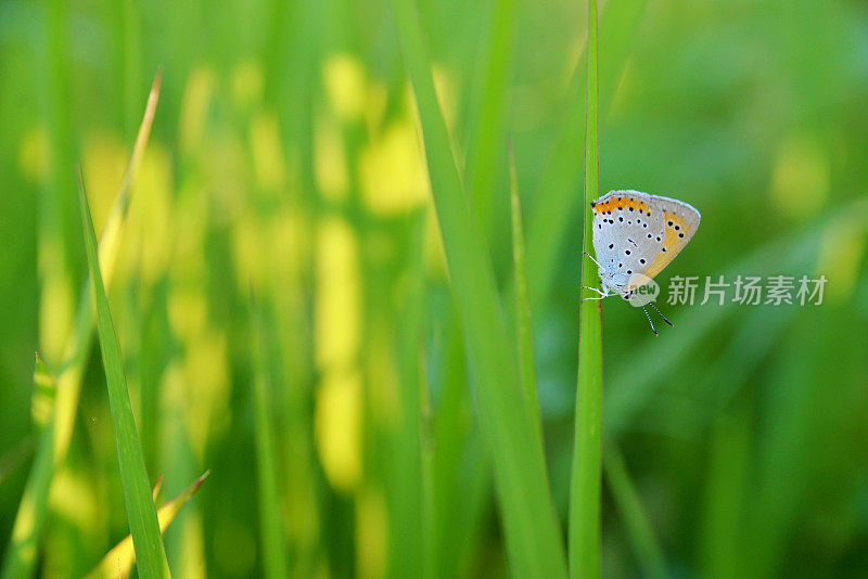 花的背景。蝴蝶伴着青草和绿色的环境翩翩起舞