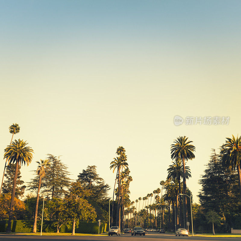 洛杉矶比佛利山庄路，有棕榈树