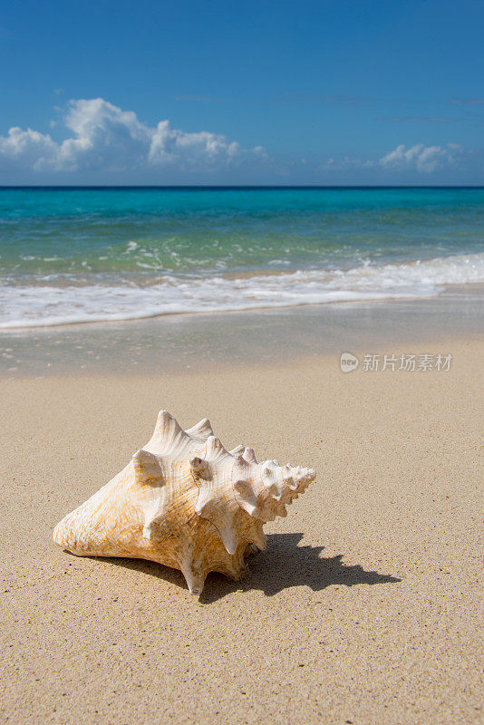 海滩上的贝壳