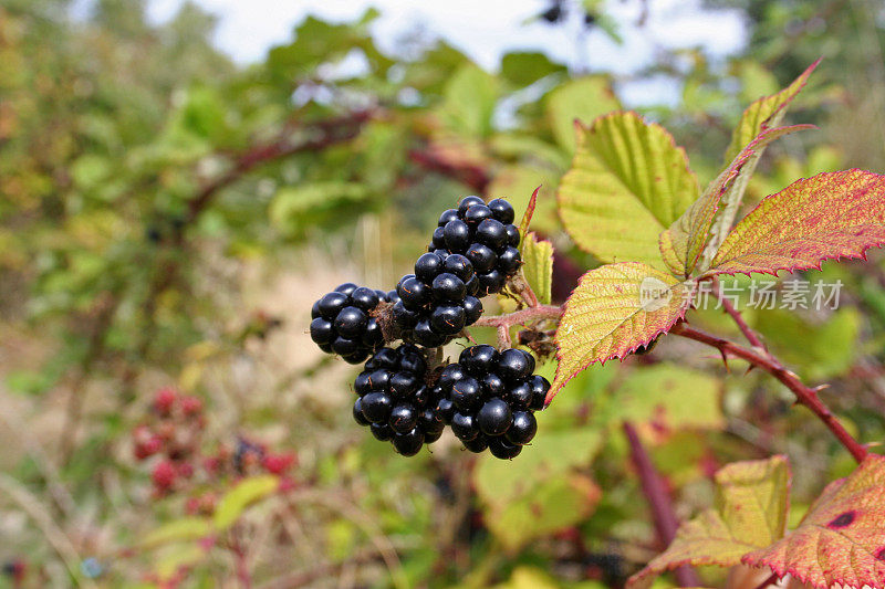 成熟的黑莓