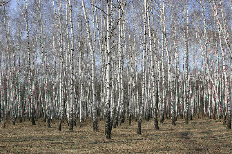 白桦木材