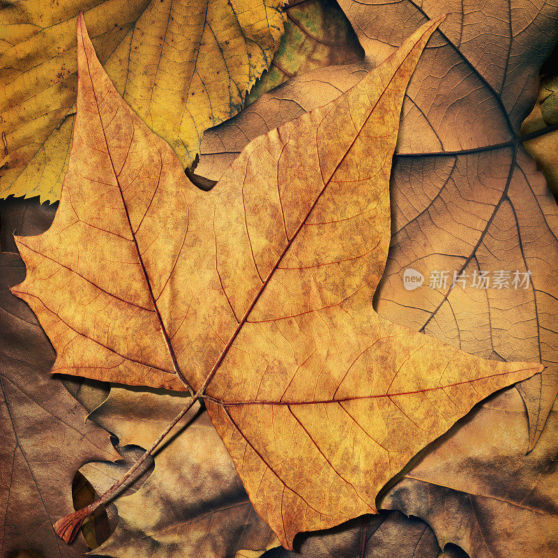 高分辨率干枫叶孤立在秋天的树叶背景
