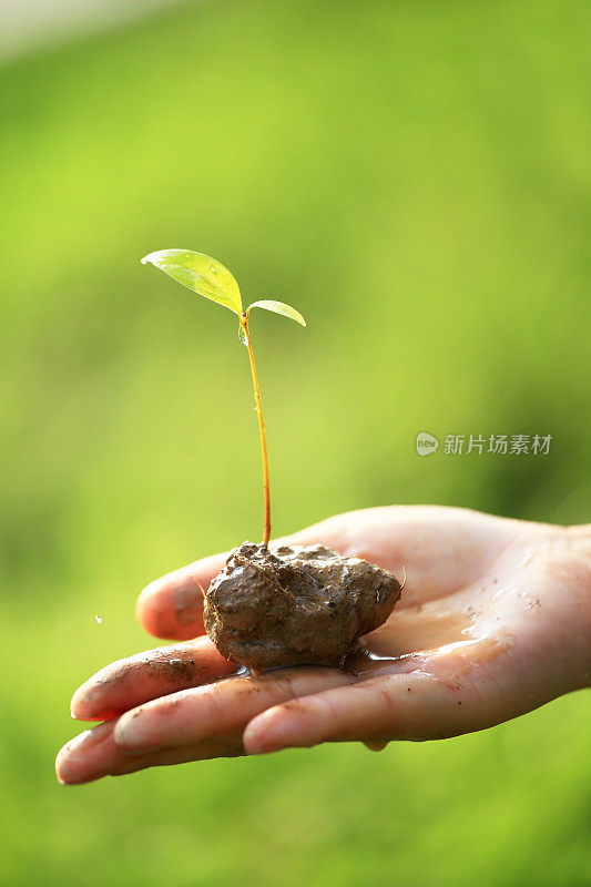 棕榈树上的小植物