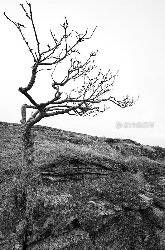 挪威海岸的一棵被风吹过的树在早春依然光秃秃的