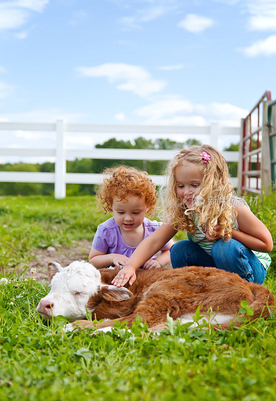 农场女孩爱抚新生的赫里福德小牛