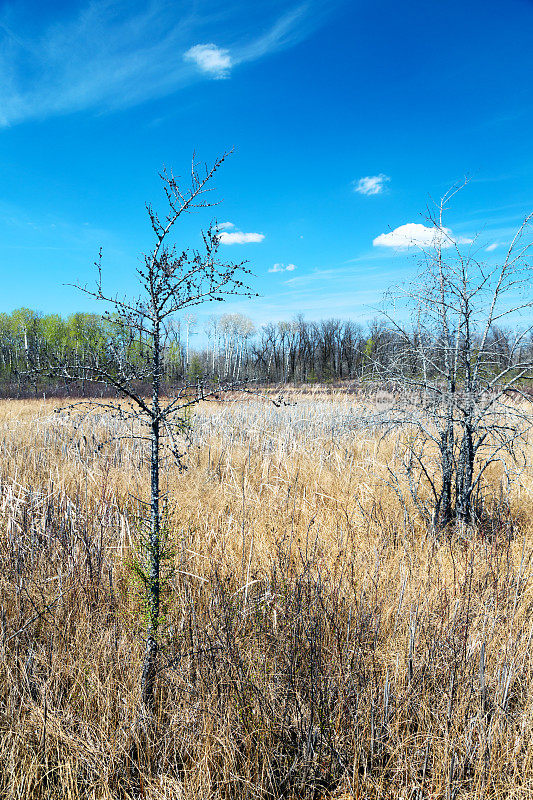 明尼苏达州野生动物保护区沼泽中的落叶松