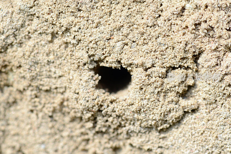 野生蜂巢洞