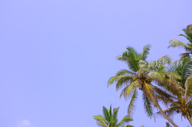 热带的棕榈树