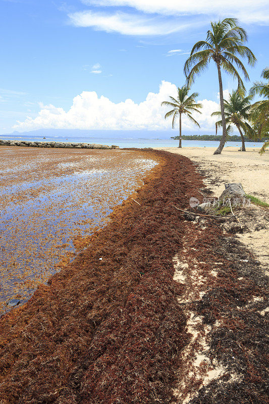 海滩上的马尾藻海藻