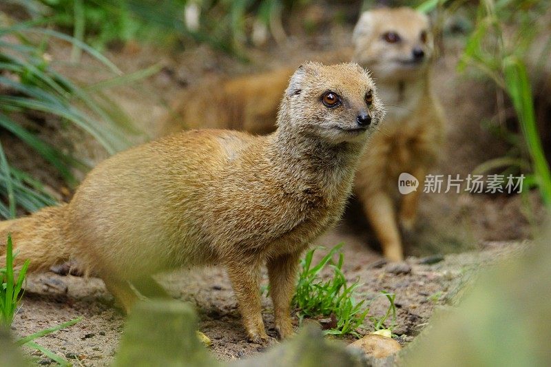 黄色的猫鼬