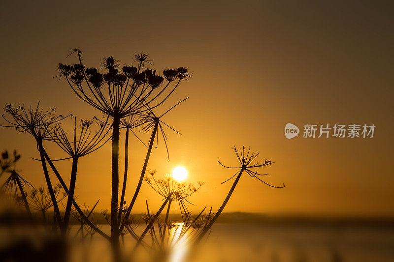 野生欧洲防风草