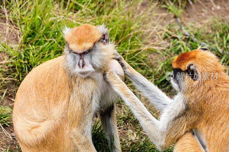 两只帕塔斯猴子互相照顾