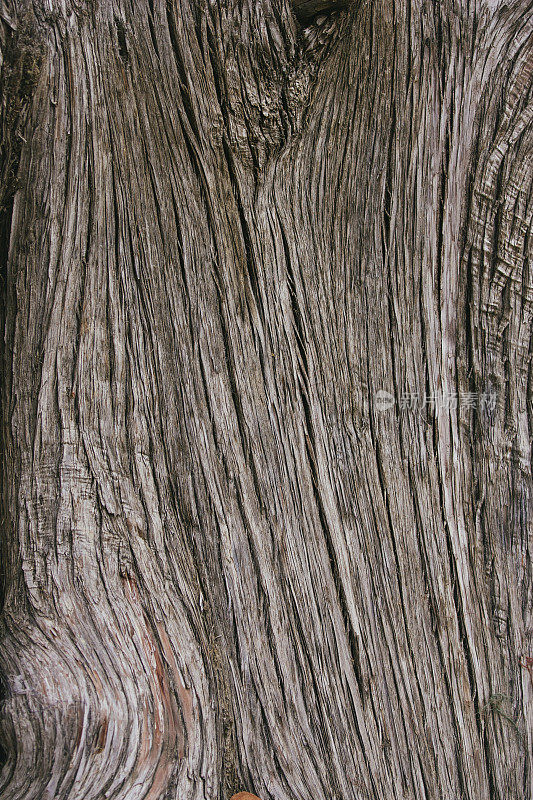 树干的木质结构。