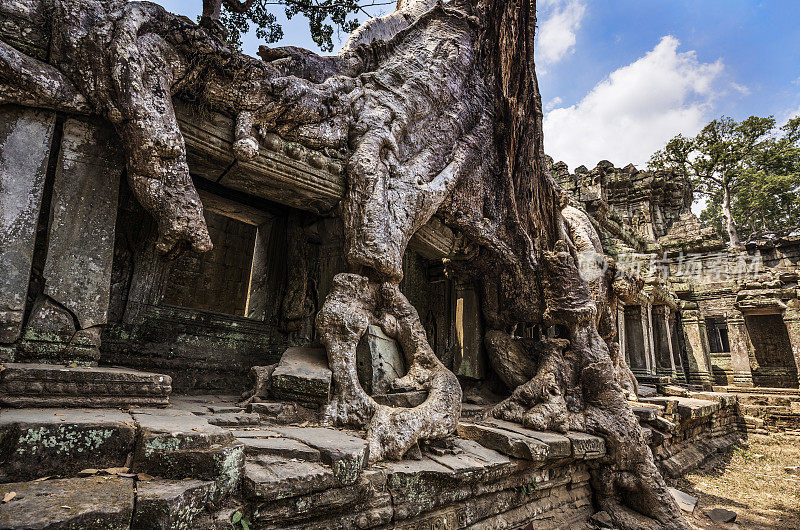 柬埔寨吴哥窟帕汗的树木在建筑上生长