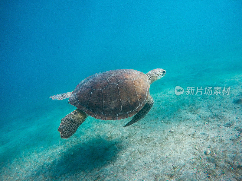 在地中海游泳的绿海龟