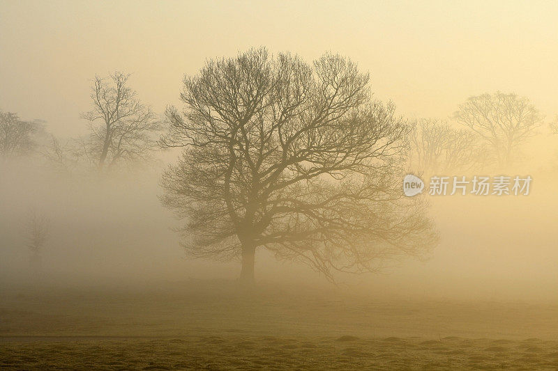 英格兰东南部森林的薄雾