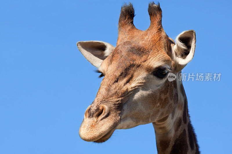 蓝色天空长颈鹿头的特写。