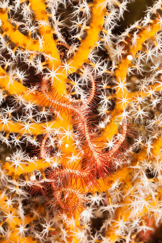 脆星，黄柳珊瑚海扇，潘塔海峡，阿洛，印度尼西亚