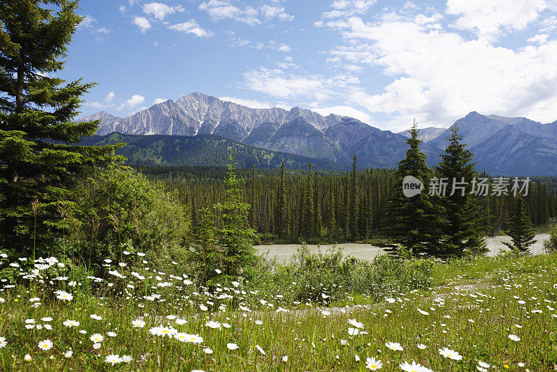 景观与野花