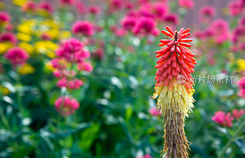 火红的扑克牌-火炬莉莉，Kniphofia