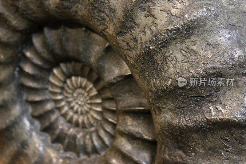 鹦鹉螺化石的特写图像，完整的框架