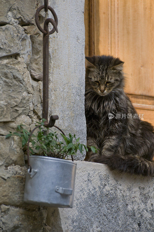 猫转向植物