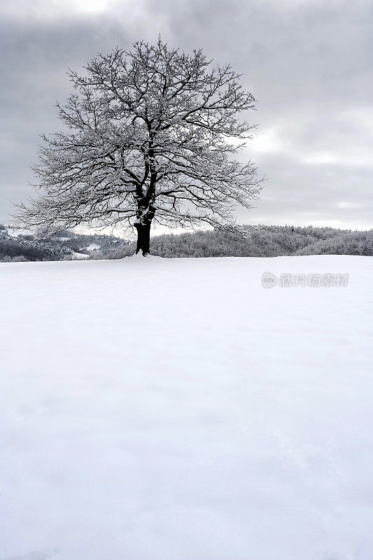 雪树