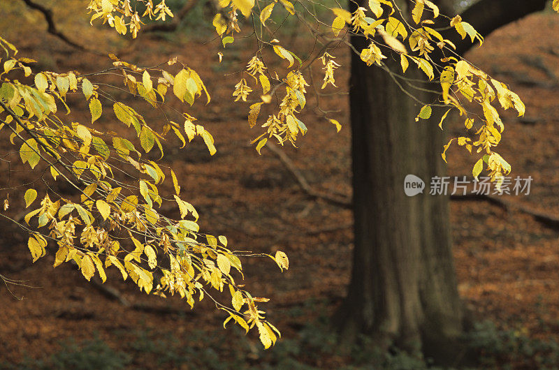 冷淡的树叶,英格兰