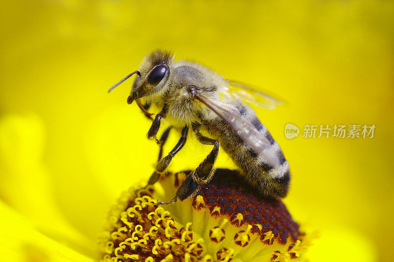 蜜蜂在黄色的阳光新娘上